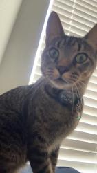 Lost Male Cat last seen Grassy area behind the hotels, Fredericksburg, VA 22401