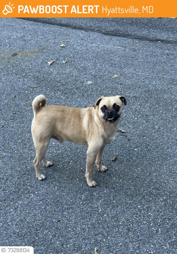 Found/Stray Male Dog last seen Behind 9224, Hyattsville, MD 20783