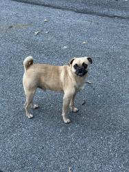 Found/Stray Male Dog last seen Behind 9224, Hyattsville, MD 20783