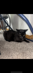 Lost Female Cat last seen Minnehaha And Reaney, Saint Paul, MN 55106