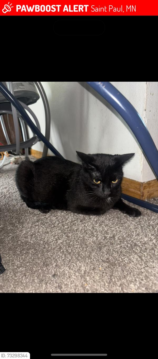 Lost Female Cat last seen Minnehaha And Reaney, Saint Paul, MN 55106