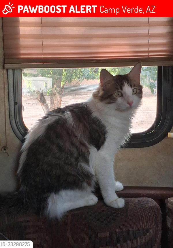 Lost Male Cat last seen E Rooster Rd and Sierra Verde RD OFF OF 260., Camp Verde, AZ 86322