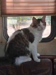 Lost Male Cat last seen E Rooster Rd and Sierra Verde RD OFF OF 260., Camp Verde, AZ 86322