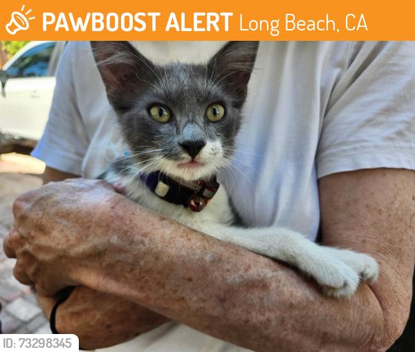 Found/Stray Unknown Cat last seen 7th and Atlantic ave, Long Beach, CA 90813