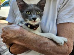 Found/Stray Unknown Cat last seen 7th and Atlantic ave, Long Beach, CA 90813