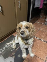 Reunited Male Dog last seen Rural st, Aurora, IL 60505
