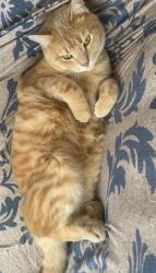 Reunited Male Cat last seen Primrose road, Greater London, England E18 1RB
