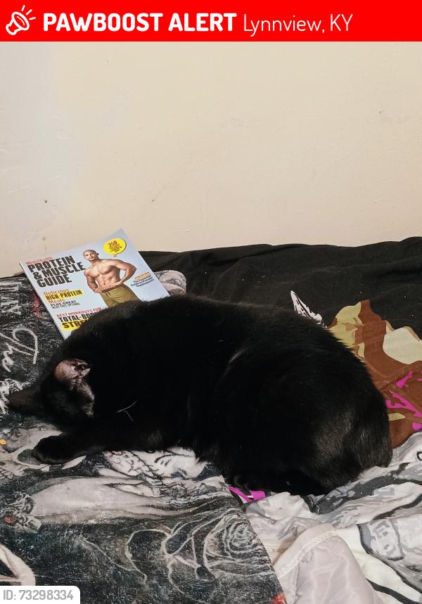 Lost Male Cat last seen Pigeon Pass, Lynnview, KY 40213