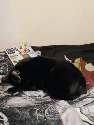 Lost Male Cat last seen Pigeon Pass, Lynnview, KY 40213