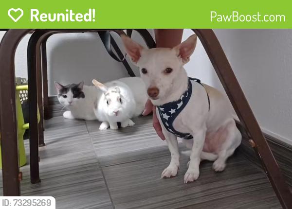 Reunited Female Dog last seen Democracy and Anthem Highlands Dr, Henderson, NV 89044