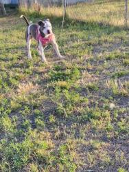 Reunited Female Dog last seen Behind United on 8th street, Odessa, TX 79761