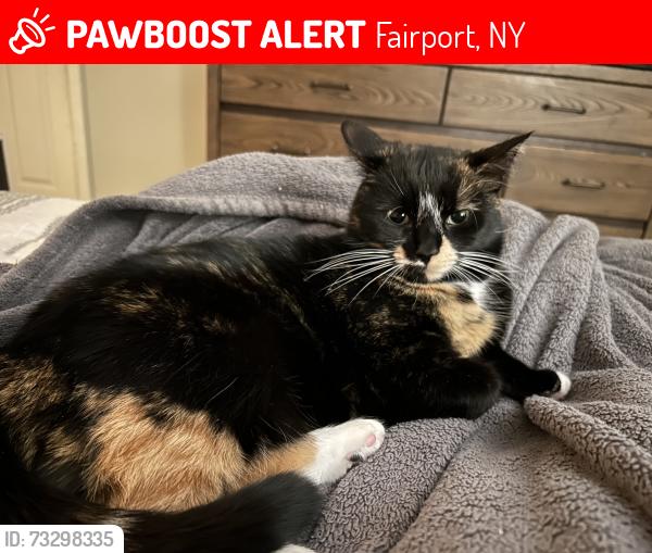 Lost Female Cat last seen Near the corner of Misty pine and winding brook drive, Fairport, NY 14450
