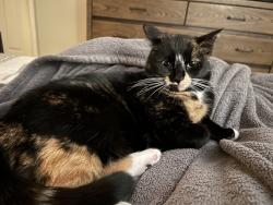 Lost Female Cat last seen Near the corner of Misty pine and winding brook drive, Fairport, NY 14450