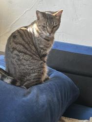 Reunited Female Cat last seen Kearney and Waldo, El Cerrito, CA 94530