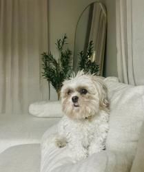 Lost Female Dog last seen By the expo, Tulsa, OK 74133