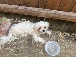 Found/Stray Female Dog last seen Eldorado Fairways / Country Club Ridge at the Trails neighborhood, Frisco, TX 75068