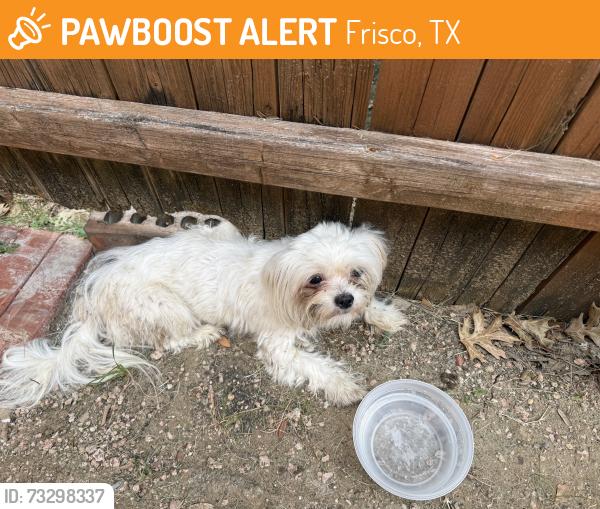 Found/Stray Female Dog last seen Eldorado Fairways / Country Club Ridge at the Trails neighborhood, Frisco, TX 75068