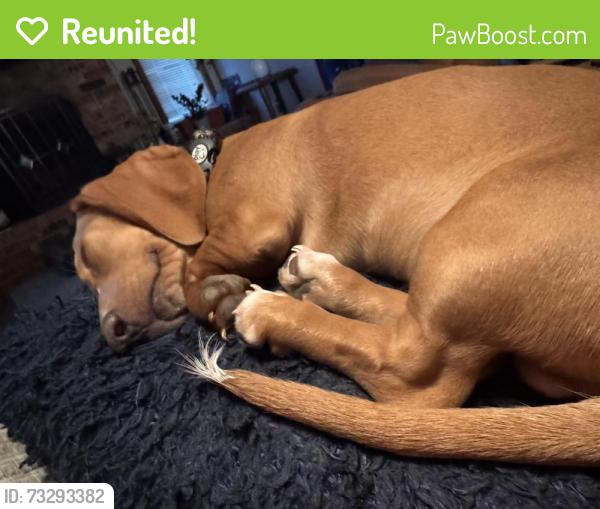 Reunited Male Dog last seen Elgin and 1294, Lubbock, TX 79415