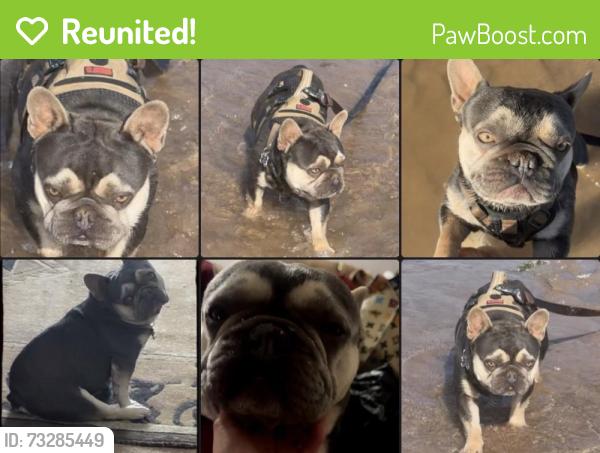 Reunited Male Dog last seen Candelaria in between 12th St. and Rio Grande, Albuquerque, NM 87107