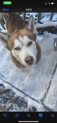 Reunited Male Dog last seen Rosegill rd, Richmond, VA 23236