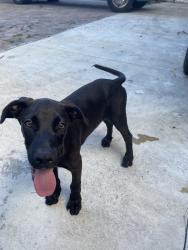 Reunited Male Dog last seen Near nw 133rd st, North Miami, FL 33168