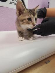 Shelter Stray Male Cat last seen Near Regulus 79924, CITY of El Paso, TX, 5001 Fred Wilson Ave, El Paso, TX 79906, USA