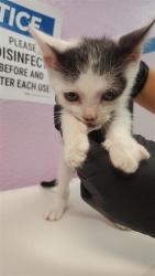 Shelter Stray Female Cat last seen Near Regulus 79924, CITY of El Paso, TX, 5001 Fred Wilson Ave, El Paso, TX 79906, USA