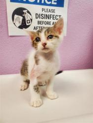 Shelter Stray Male Cat last seen Near Regulus 79924, CITY of El Paso, TX, 5001 Fred Wilson Ave, El Paso, TX 79906, USA