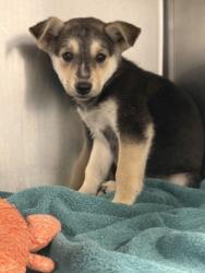 Shelter Stray Female Dog last seen E Fantz Ave & S Lily Ave, Easton Zone Fresno CO 3 93706, CA, 1510 W Dan Ronquillo Dr, Fresno, CA 93706, USA