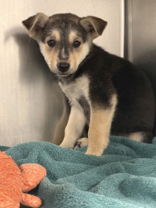 Shelter Stray Female Dog last seen E Fantz Ave & S Lily Ave, Easton Zone Fresno CO 3 93706, CA, 1510 W Dan Ronquillo Dr, Fresno, CA 93706, USA