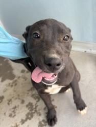 Shelter Stray Female Dog last seen S Fig Ave & W Clayton Ave, Fresno Zone Fresno CO 2 93706, CA, 1510 W Dan Ronquillo Dr, Fresno, CA 93706, USA