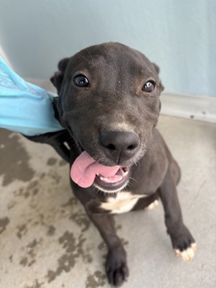 Shelter Stray Female Dog last seen S Fig Ave & W Clayton Ave, Fresno Zone Fresno CO 2 93706, CA, 1510 W Dan Ronquillo Dr, Fresno, CA 93706, USA