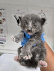Shelter Stray Male Cat last seen Near 100th Ave, Oakland, CA, 1101 29th Ave, Oakland, CA 94601, USA