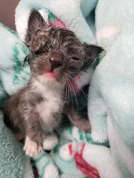 Shelter Stray Male Cat last seen Near 100th Ave, Oakland, CA, 1101 29th Ave, Oakland, CA 94601, USA