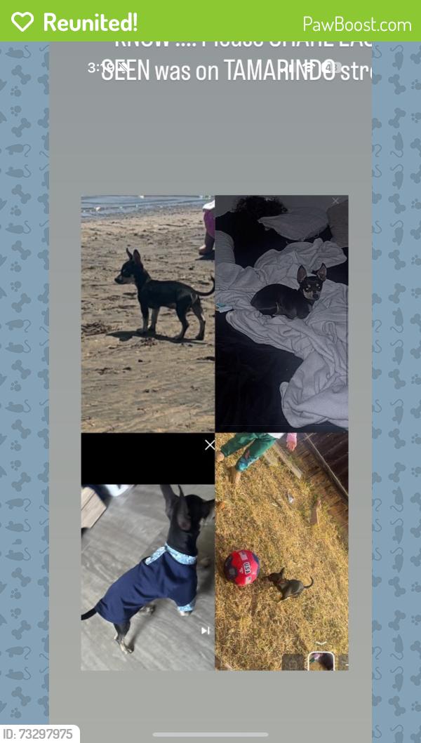 Reunited Male Dog last seen connoley ave & tamrindo st, Chula Vista, CA 91911