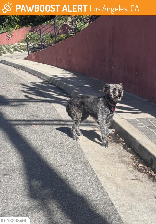 Found/Stray Unknown Dog last seen Quebec and El Contento Hollywood Dell Neighbourhood, Los Angeles, CA 90068