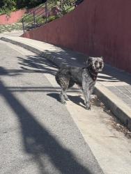 Found/Stray Unknown Dog last seen Quebec and El Contento Hollywood Dell Neighbourhood, Los Angeles, CA 90068