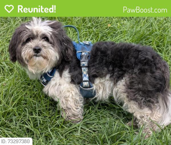 Reunited Male Dog last seen Exit 91B I 70 W Columbus, OH, Columbus, OH 43228