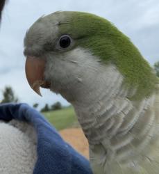 Reunited Male Bird last seen Near W Pauling Rd Monee, IL 60449 United States, Monee, IL 60449