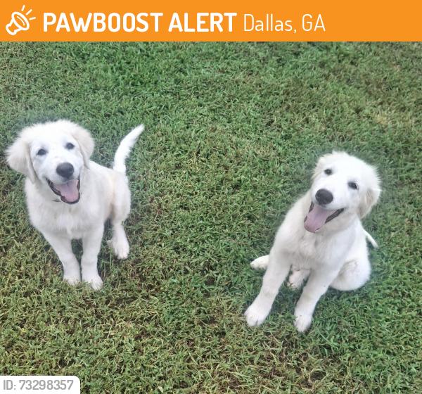 Found/Stray Unknown Dog last seen Highway 61, Dallas, GA 30157