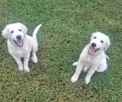 Found/Stray Unknown Dog last seen Highway 61, Dallas, GA 30157