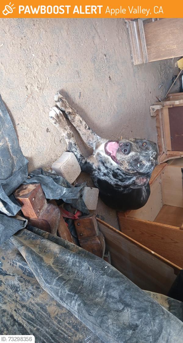 Found/Stray Male Dog last seen Standing Rock and Navajo, Apple Valley, CA 92307