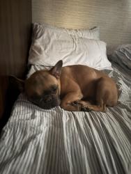Lost Female Dog last seen wast 10 ave and 28 n 29 st, Hialeah, FL 33013