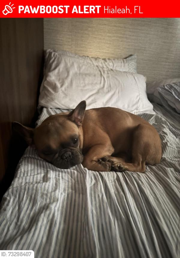 Lost Female Dog last seen wast 10 ave and 28 n 29 st, Hialeah, FL 33013