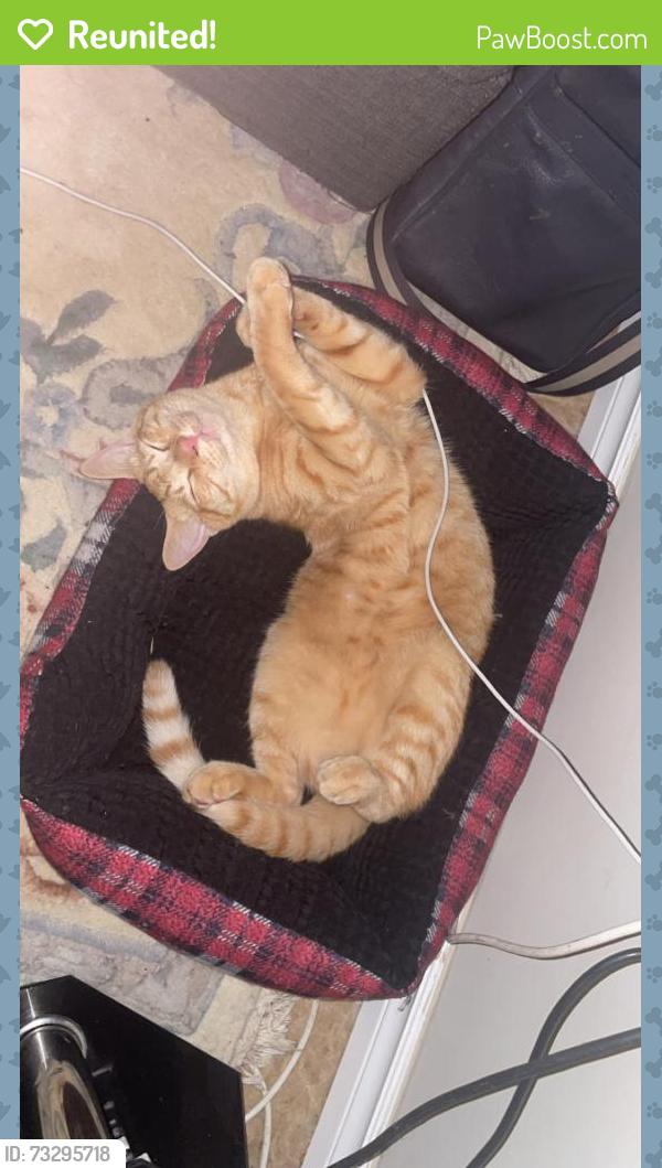 Reunited Male Cat last seen Cedar st and mccrea mission bc, Mission, BC V2V 3M8