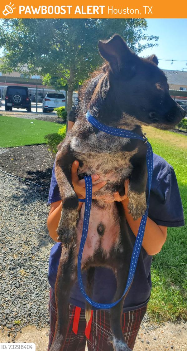 Found/Stray Male Dog last seen Near Kimberley Ln, Houston, TX 77079
