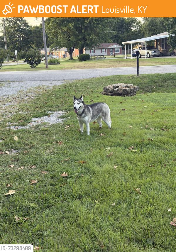 Found/Stray Female Dog last seen Old South Park, Louisville, KY 40219