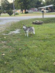 Found/Stray Female Dog last seen Old South Park, Louisville, KY 40219