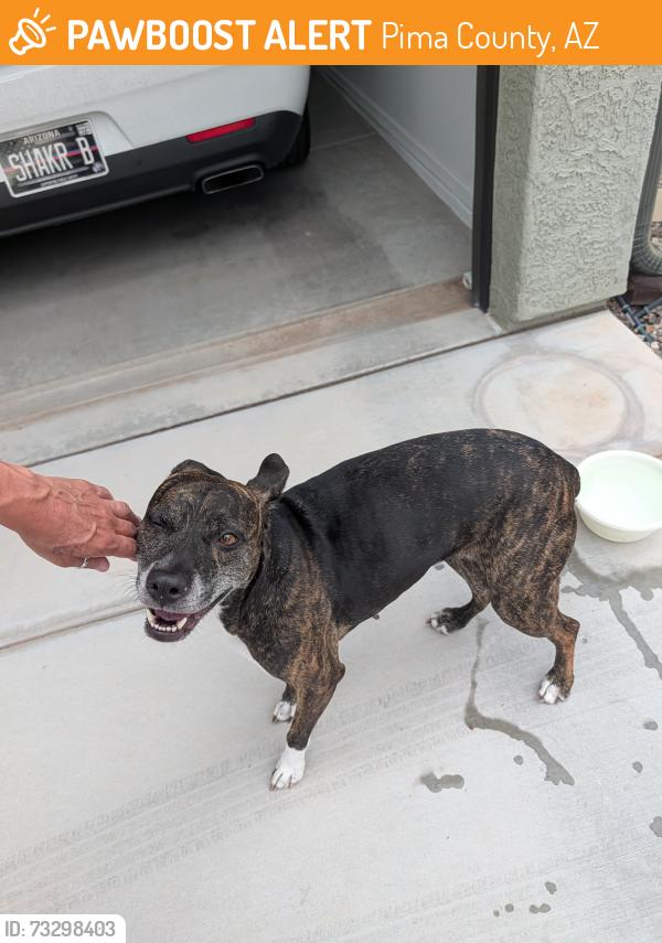 Found/Stray Female Dog last seen Colossal cave rd and dawn Rd., Pima County, AZ 85641