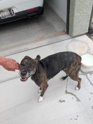 Found/Stray Female Dog last seen Colossal cave rd and dawn Rd., Pima County, AZ 85641